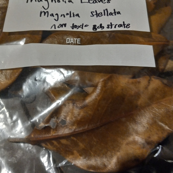 Magnolia leafs Hand Selected and Barn Dried in Summer Season Ready for  purchase - Picture 4 of 4